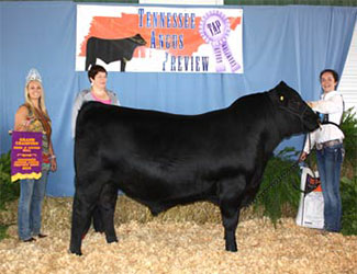2016 Tennessee Angus Association Preview Show