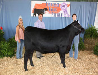 Owned Intermediate Champion Heifer