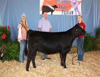Owned Reserve Senior Heifer Calf Champion