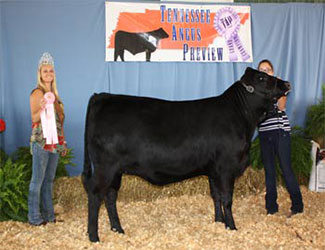 Owned Reserve Intermediate Champion Heifer