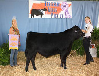 Reserve Grand Champion Bred-and-Owned Bull
