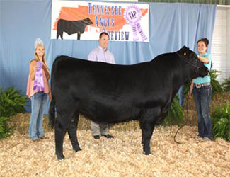 Junior Champion Bull