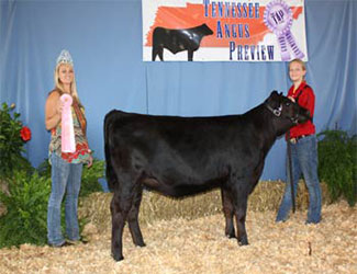 Owned Reserve Senior Heifer Calf Champion