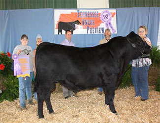 Reserve Grand Champion Bull