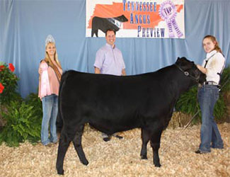 Reserve Senior Bull Calf Champion