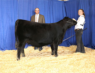 Grand Champion Bred-and-owned Female
