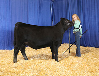 Owned Reserve Junior Heifer Calf Champion