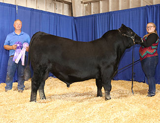 Reserve Grand Champion Bred-and-owned Bull