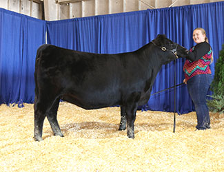 Owned Intermediate Champion Heifer