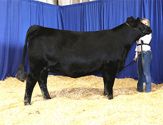 Owned Reserve Senior Champion Female