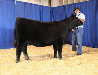 Owned Reserve Intermediate Champion Heifer