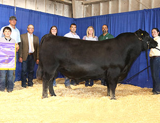 Grand Champion Bred-and-owned Bull