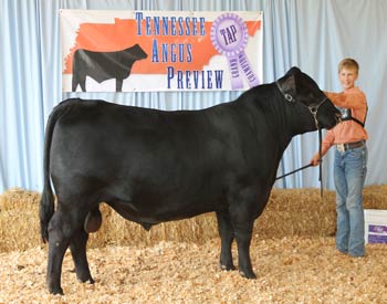 Bred-and-owned Junior Champion Bull