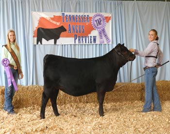 Bred-and-owned Early Senior Heifer Calf Champion