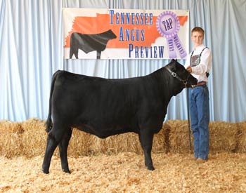 Bred-and-owned Reserve Late Senior Heifer Calf Champion