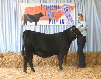 Bred-and-owned Reserve Early Senior Heifer Calf Champion
