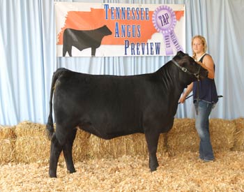 Owned Intermediate Champion Heifer